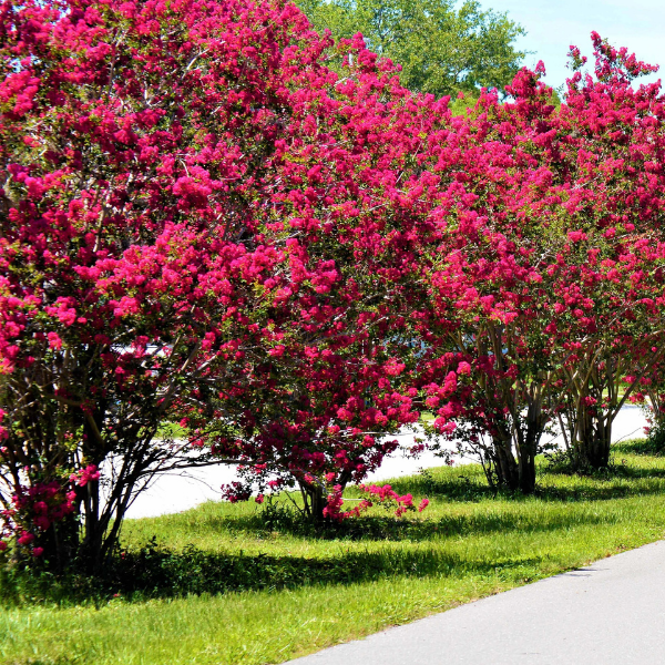 Lilas des Indes indica Durant Rouge - Lagerstroemia indica 'Durant Rouge'