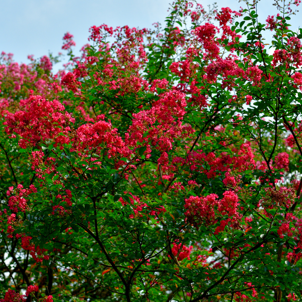 Lilas des Indes indica Red Imperator - Lagerstroemia indica 'Red Imperator'