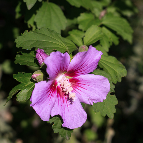 Hibiscus Syr. Russian Violet (R) II MINSYRU3 PBR
