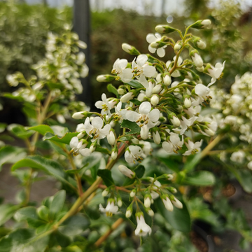 Escallonia 'Iveyi' - Escallonia 'Iveyi'