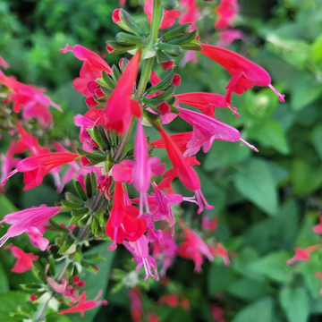 Sauge de Buchanan - Salvia buchananii
