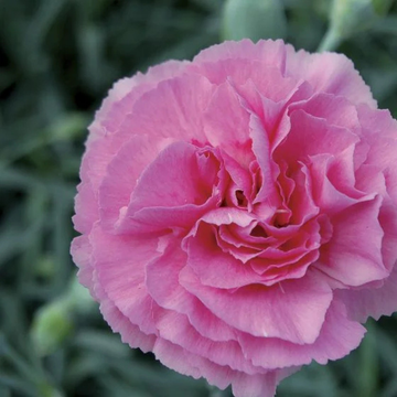 Dianthus Plumarius Valda Wyatt Miss Pinky