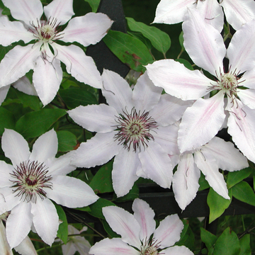 Clématite 'Jean Paul II' - Clematis 'Jean Paul II'