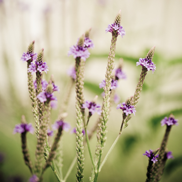 Verbena Hybide Lavender Spires