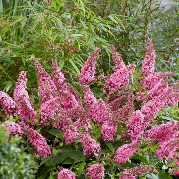 Arbre aux papillons 'Butterfly Candy' Rose -  Buddleja davidii 'Butterfly Candy' Pink