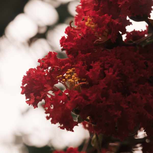 Lilas des Indes indica Red Imperator - Lagerstroemia indica 'Red Imperator'