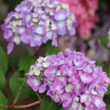 Hortensia 'Renate Steiniger' -  Hydrangea macrophylla 'Renate Steiniger