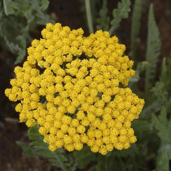 Achillée tomenteuse jaune -  tomentosa 'Aurea'