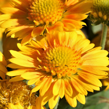 Gaillarde 'Chloe' - Gaillardia grandiflora 'Chloe'