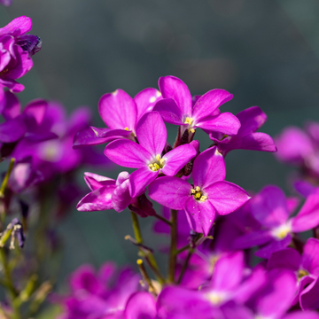Arabette de Californie - Arabis blepharophylla