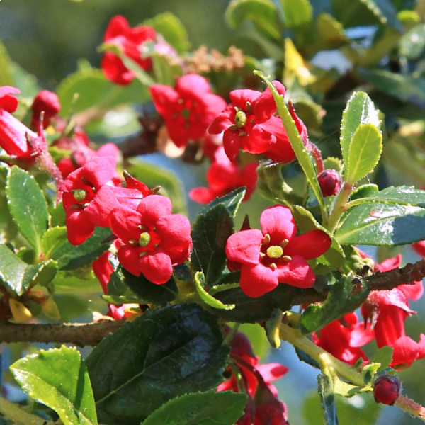 Escallonia 'Compacta Coccinella' - Escallonia 'Compacta Coccinella'