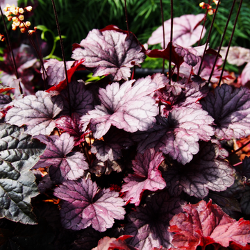 Heuchère 'Crazy Rasta' - Heuchera 'Crazy Rasta'