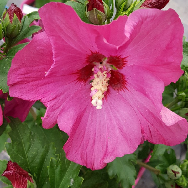 Hibiscus Syriacus Sup Bridge (R)
