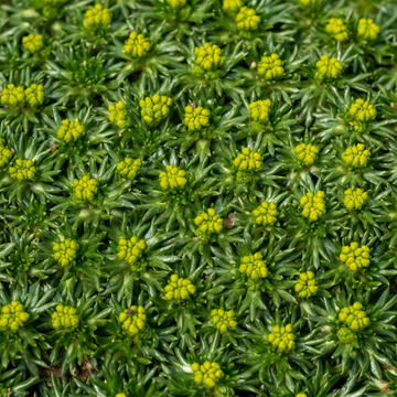 Azorelle - Azorella trifurcata
