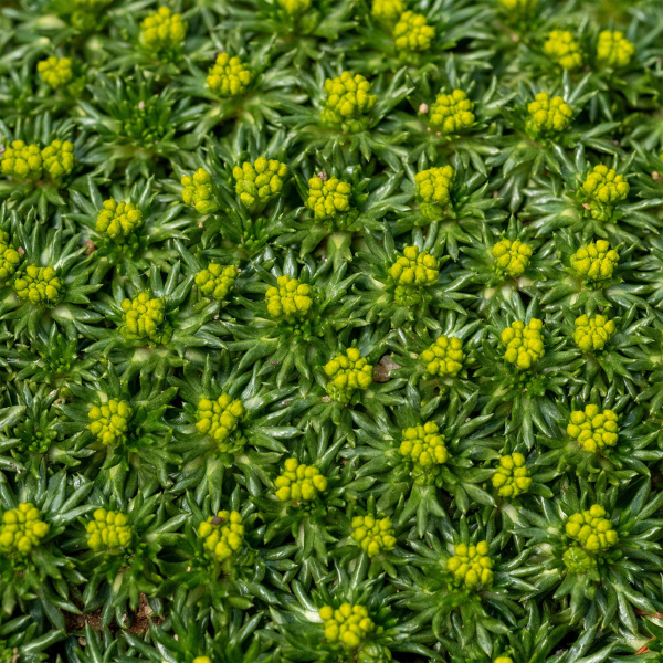 Azorelle - Azorella trifurcata