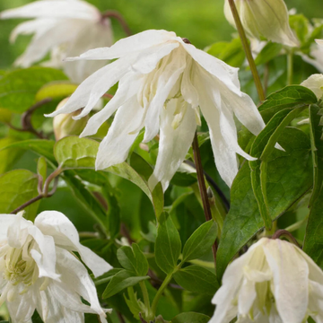 Clématite des Alpes 'Albina plena' - Clematis alpina 'Albina plena'