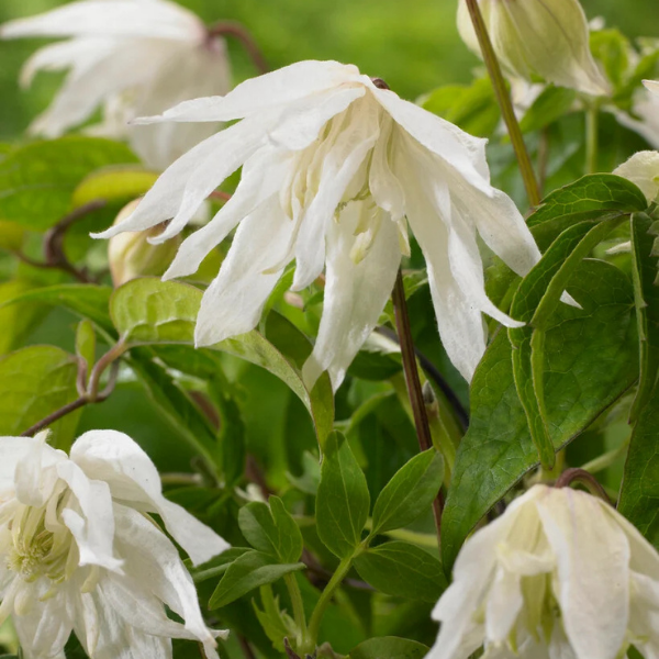 Clématite des Alpes 'Albina plena' - Clematis alpina 'Albina plena'