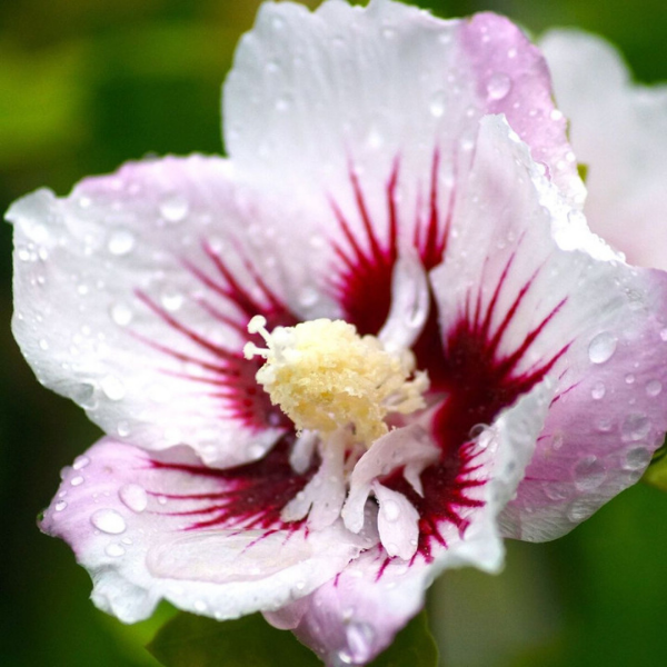 Hibiscus Syriacus Pinky Spot (R) (Minispot PBR)