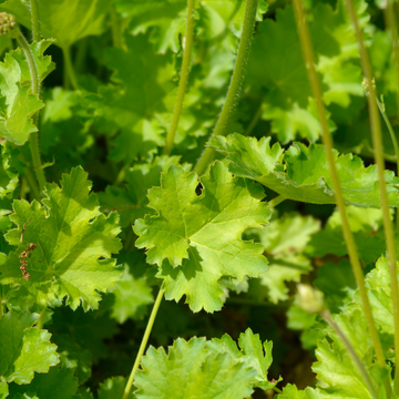 Heuchère 'Apple Crisp' -  Heuchera 'Apple Crisp'