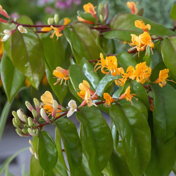 Chèvrefeuille de Henry 'Copper Beauty' - Lonicera henryi 'Copper Beauty'