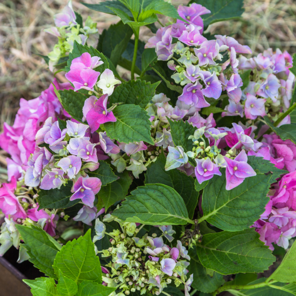 Hydrangea Macr. Magical Mix