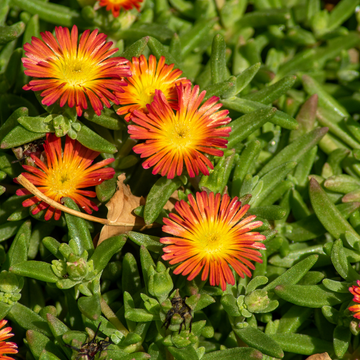 Pourpier Vivace Rouge Vif Coeur Jaune - Delosperma Nubigenum 'WoW Fire Wonder'