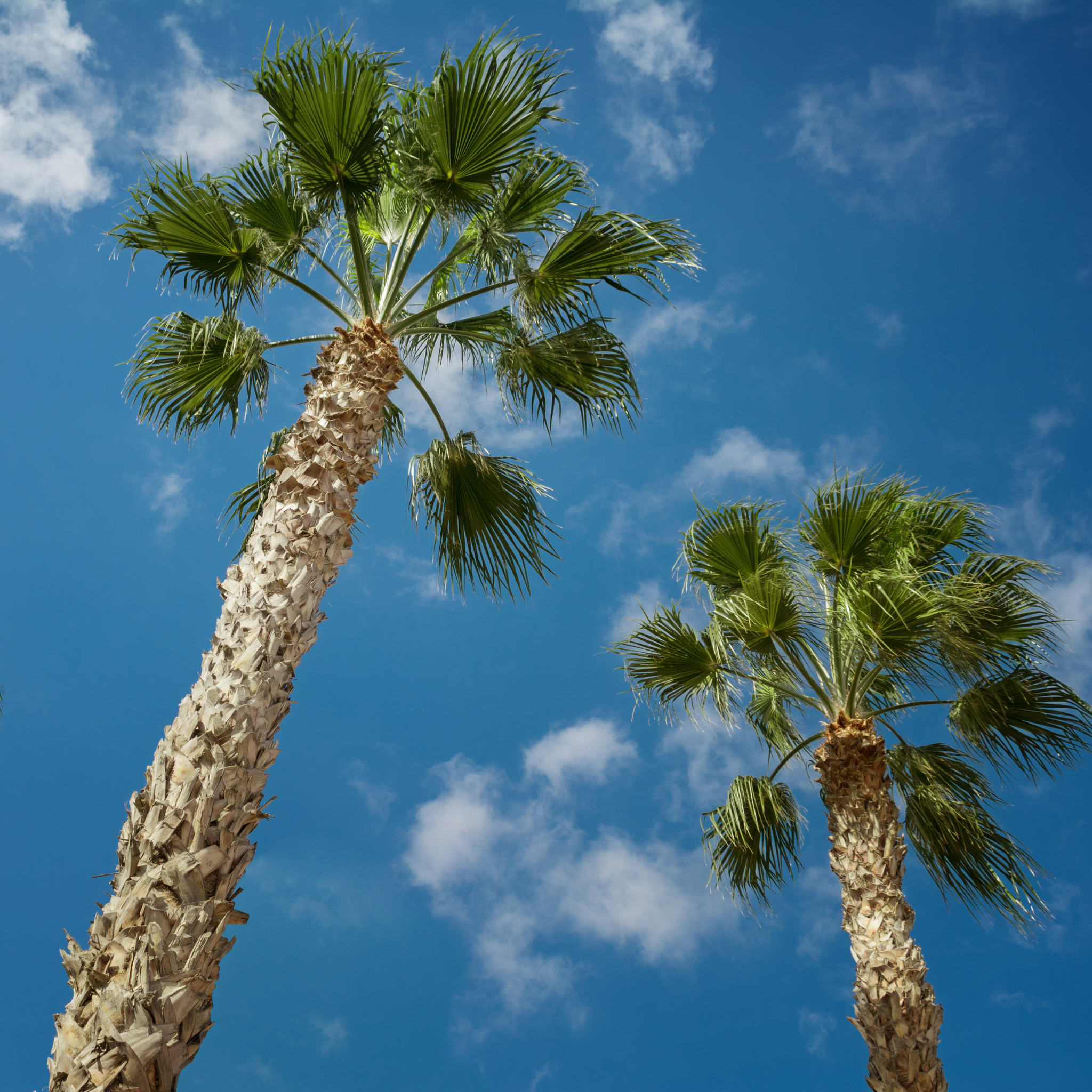Palmier Sabal - Sabal Palmetto