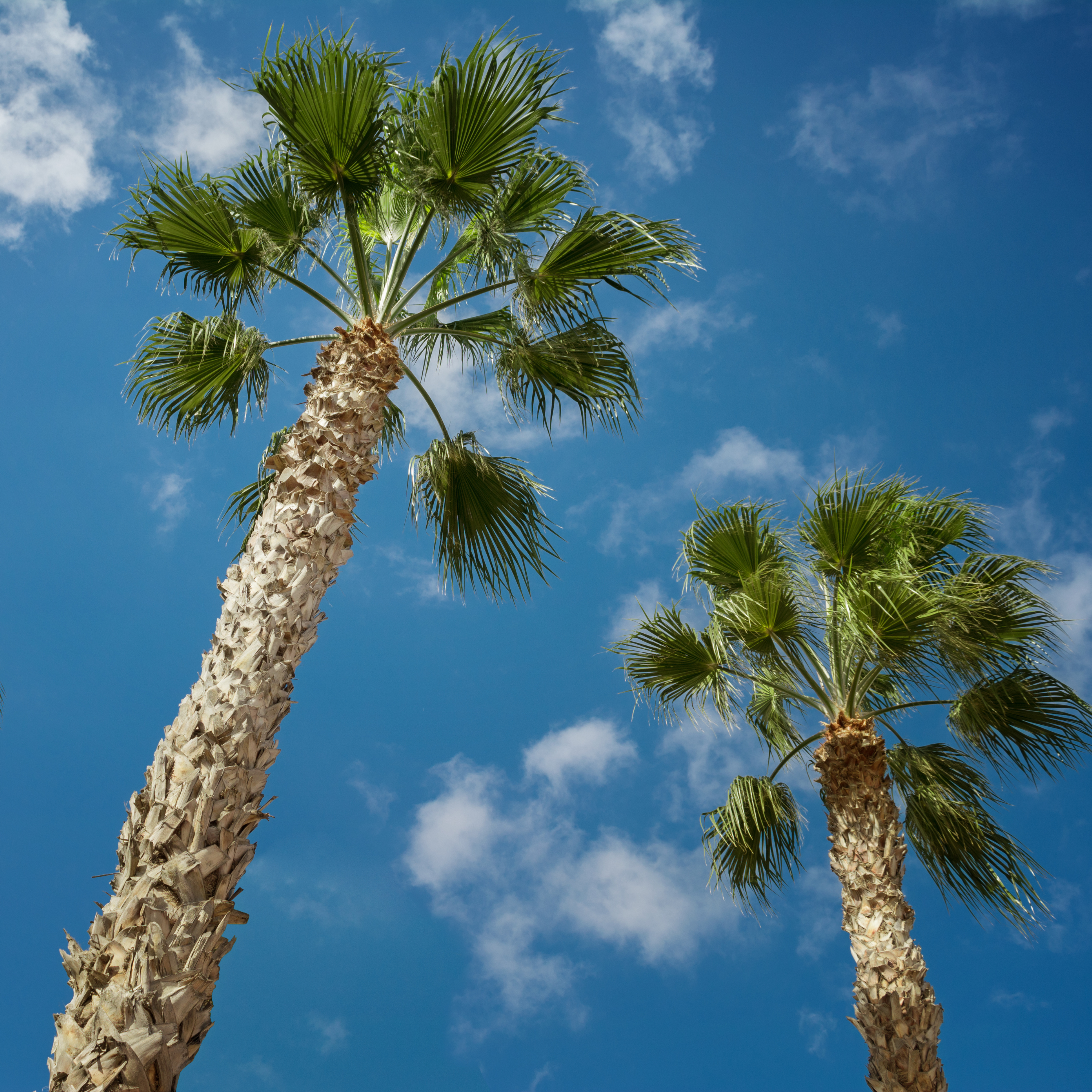 Palmier Sabal - Sabal Palmetto
