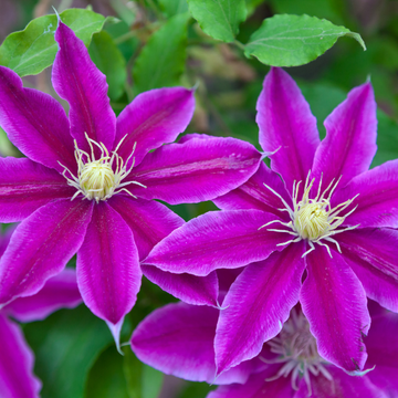 Clématite 'Julka' - Clematis 'Julka'