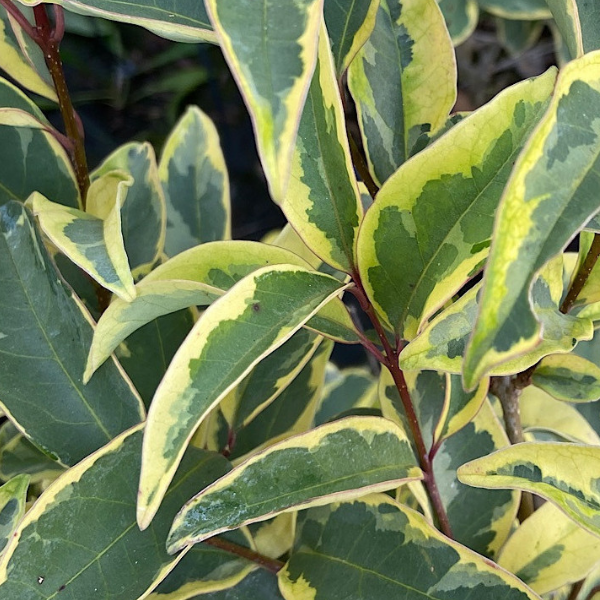 Troène Du Japon Panaché - Ligustrum Japonica Exclusum Superbum
