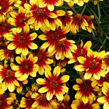 Coreopsis jaune coeur rouge - Coreopsis firefly