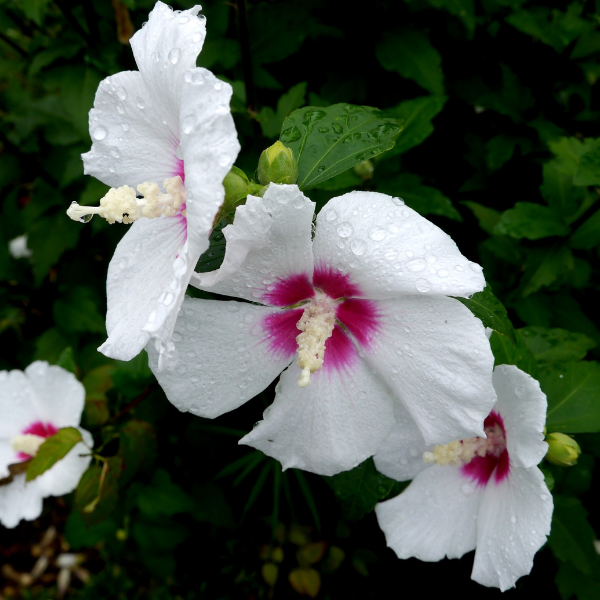 Hibiscus Melrose -  Hibiscus Melroze