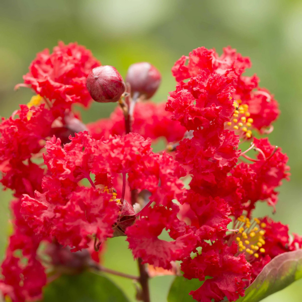 Lilas des Indes indica Durant Rouge - Lagerstroemia indica 'Durant Rouge'