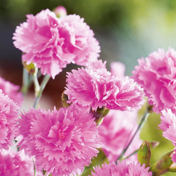 Oeillet nain 'Whatfield can-can' - Dianthus plumarius 'Whatfield can-can'