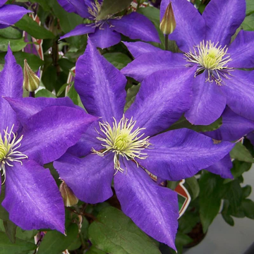 Clématite 'Daniel Deronda' - Clematis 'Daniel Deronda'