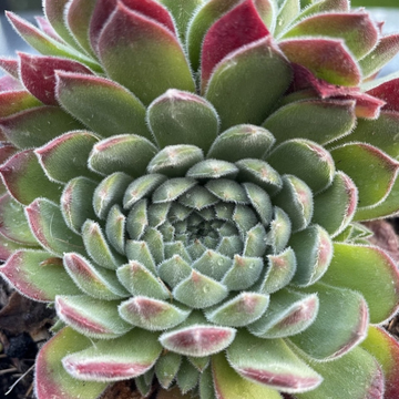 Joubarbe à rosette vert pointes rouges - Sempervivum CHICK CHARMS 'Sugar Shimmer'