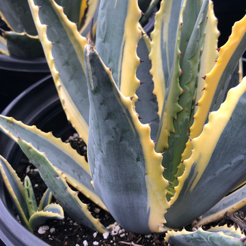 AGAVE LOPHANTA