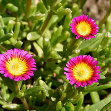 Pourpier 'Wheels of Wonder Hot Pink' - Delosperma 'Wheels of Wonder Hot Pink'