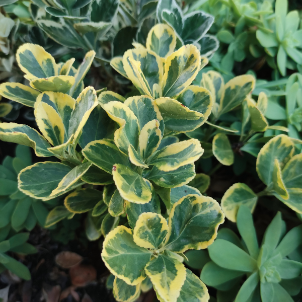 Fusain du Japon 'Microphyllus Aureovariegatus' - Euonymus japonicus 'Microphyllus Aureovariegatus'