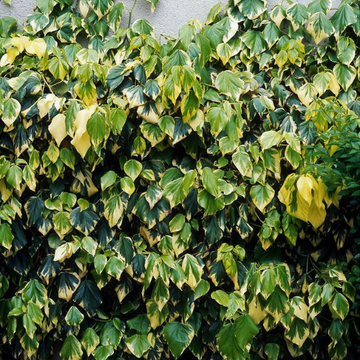 Lierre De Colchide 'Dentata Aurea' - Hedera Colchica 'Dentata Aurea'