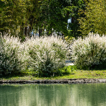 Saule crevette 'Hakuro Nishiki' - Salix integra 'Hakuro Nishiki'