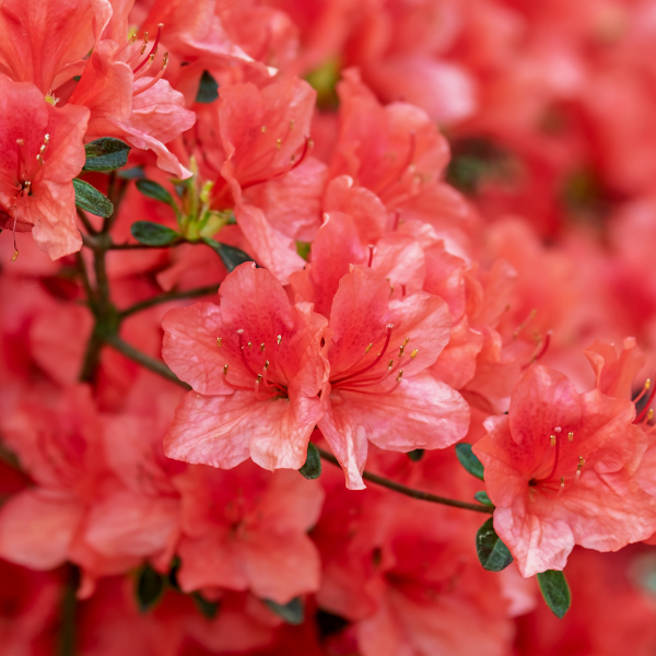 Azalée japonaise Hot Shot - Azalea Japonica Hot Shot
