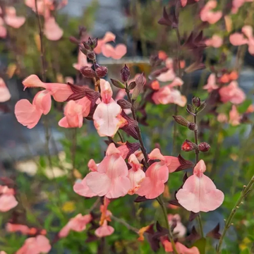 Sauge à petite feuille 'Ribambelle' - Salvia microphylla 'Ribambelle'