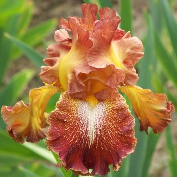 Iris des jardins rouge cuivre sepale jaune cuivre - Iris germanica spreckles