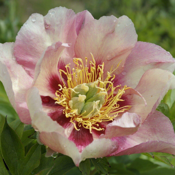Pivoine 'Old Rose Dandy' - Paeonia Itoh 'Old Rose Dandy'