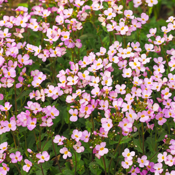 Arabette du Caucase 'Rosea' - Arabis caucasica 'Rosea'
