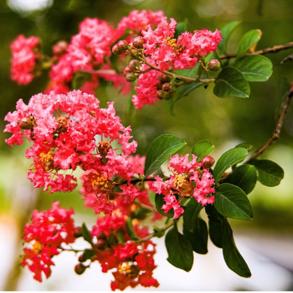 Lilas des Indes Rouge Lagerstromia Indica Red