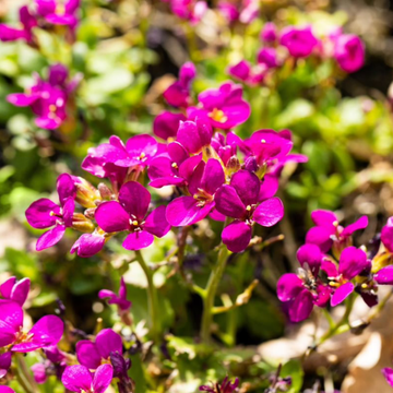 Arabis Caucasica Little Tresure Deep Rose - Arabis Caucasica Little Tresure Deep Pink