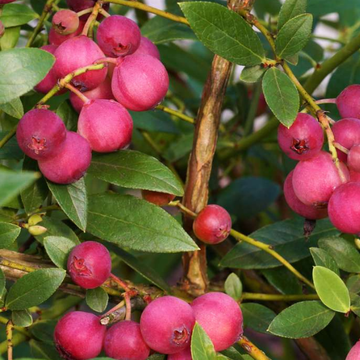 Myrtille rose Berry - Vaccinium corymbosum 'Pink berry'