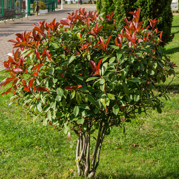 Photinia x fraseri 'Red Robin'- Photinia x fraseri 'Red Robin'